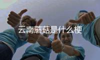  云南蘑菇是什么梗
